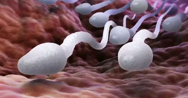 Abinci 8 Da Ke Inganta Lafiyar Maniyyi: Sirri Ga Masu Son Samun Juna Biyu