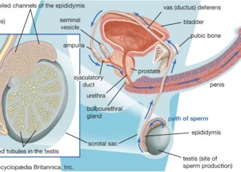 Yadda Maniyyi Ke Farawa: Asalin Rayuwar Dan Adam