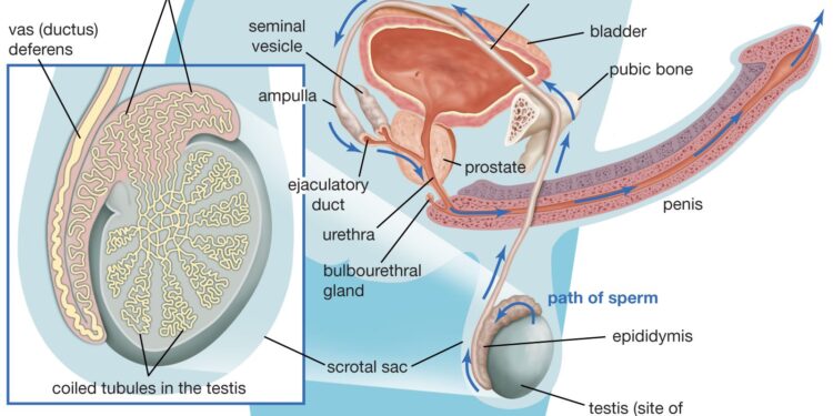 Yadda Maniyyi Ke Farawa: Asalin Rayuwar Dan Adam