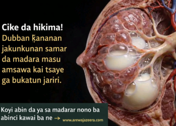 Ba Abinci Kawai Ba: Gaskiyar Abin da Ke Faruwa a Cikin Nono Lokacin Shayarwa